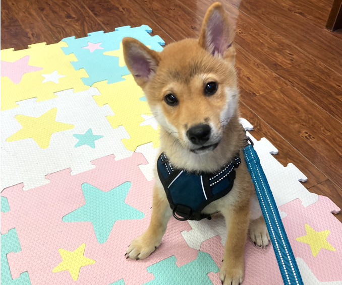 きち　ちゃん