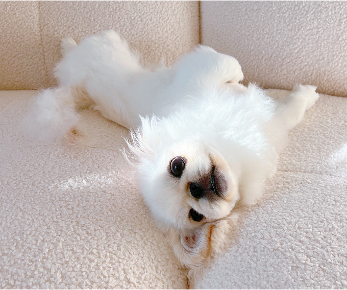 ちゃま　ちゃん