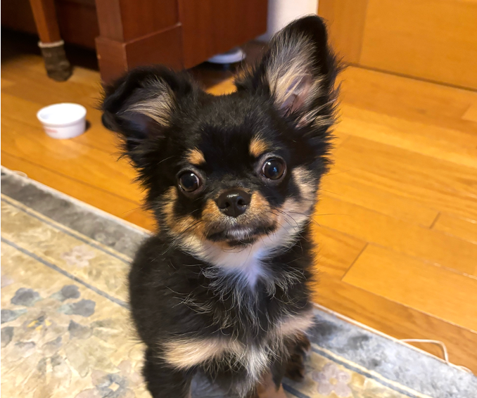 ここあ　ちゃん