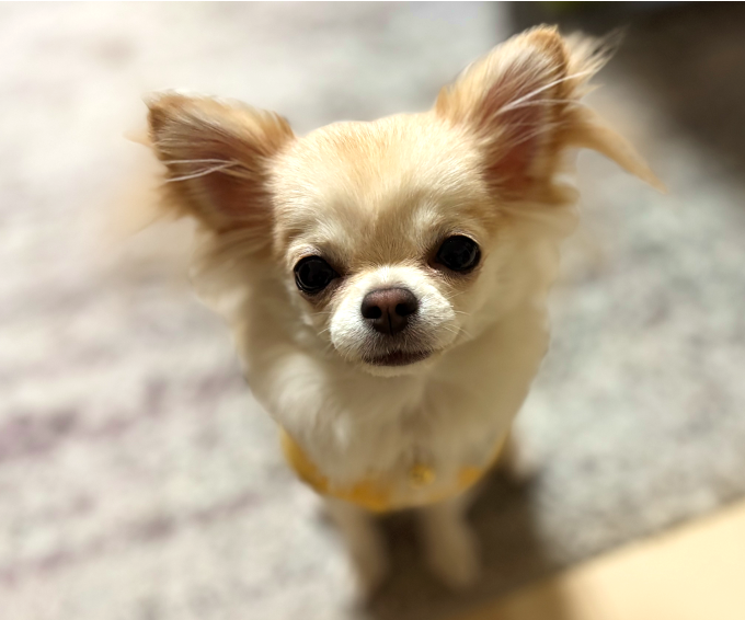 こまち　ちゃん