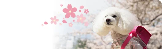 パピークラスの卒業生