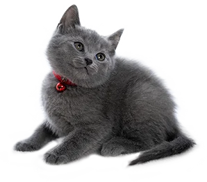 a cat