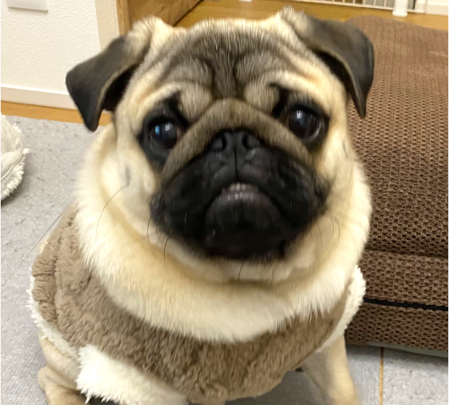 ももた　ちゃん