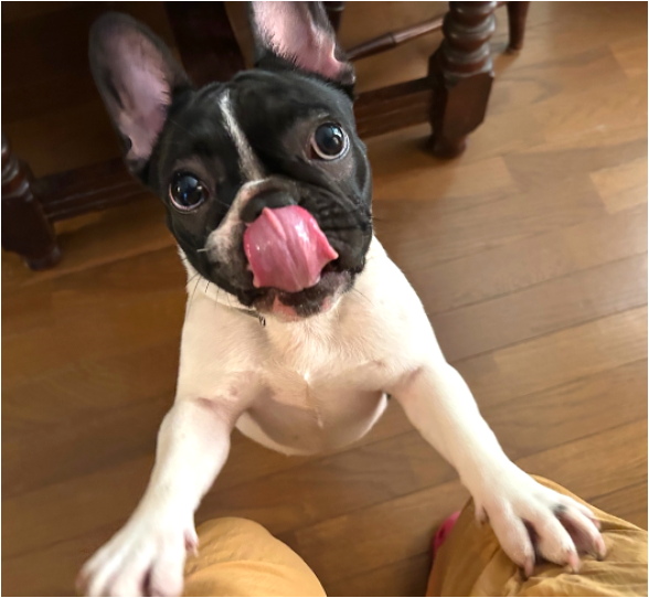 ぶちこ　ちゃん